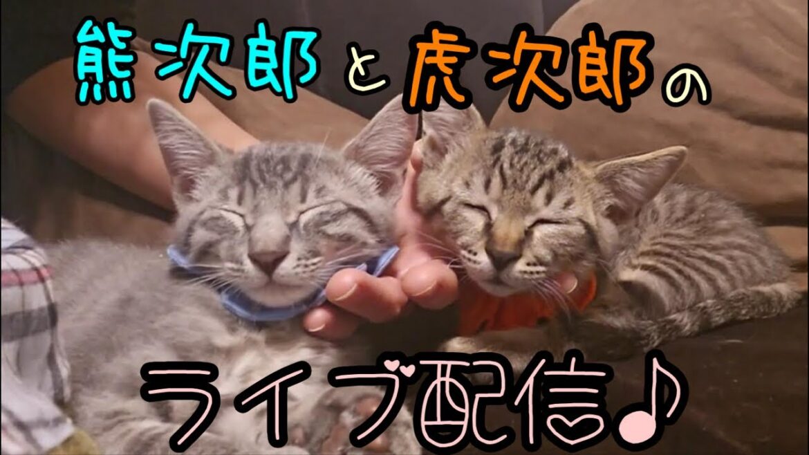 熊次郎と虎次郎の初！生配信！