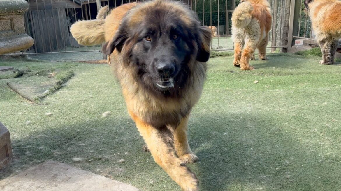 アイヴァルとの冒険 - 障害を持つレオンベルガー