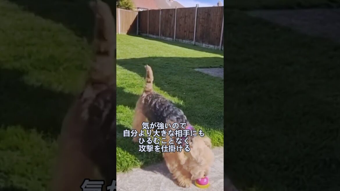 ペットにしたい犬の紹介 #レークランドテリア#犬好きさんと繋がりたい #犬のいる暮らし #図鑑 #dog