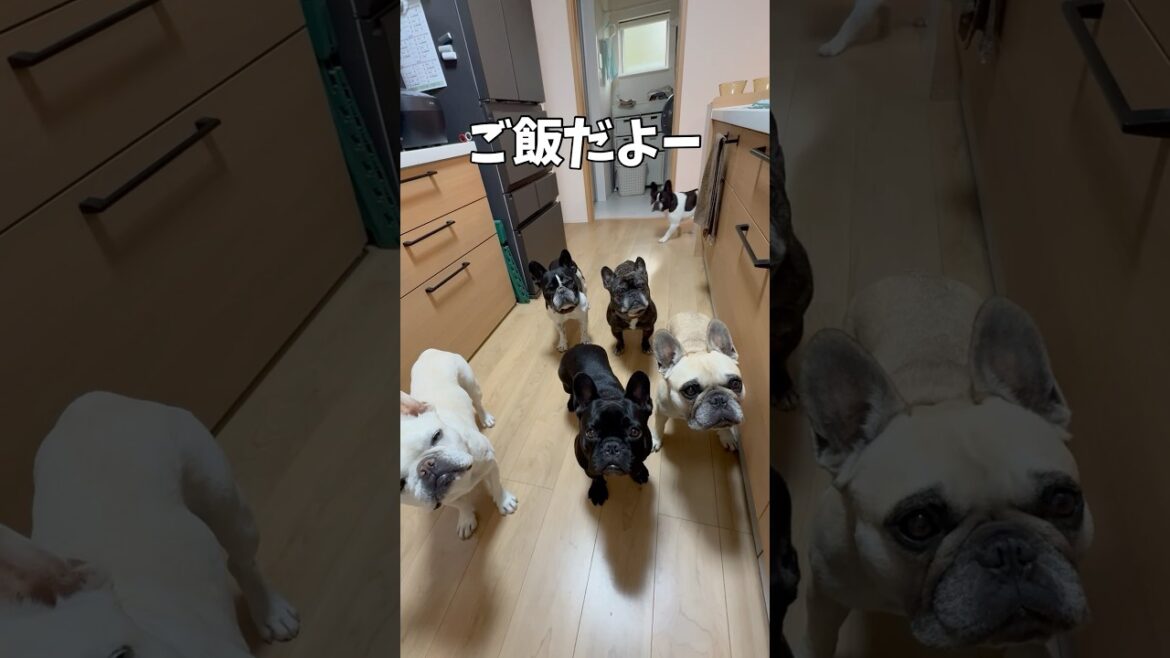 ご飯の時間に集まってくるフレンチブルドッグ🍚#shorts#shortsvideo #frebull#frenchbulldog#フレブル6兄弟 #フレンチブルドッグ #フレブル多頭飼い #ご飯