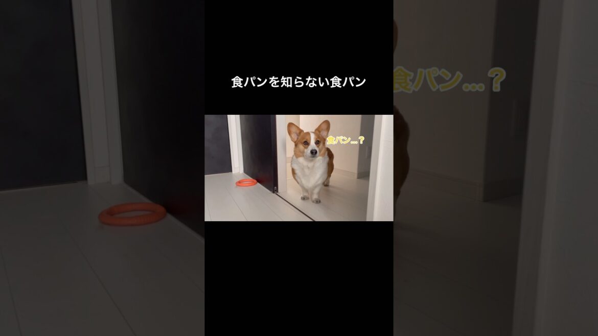 食パンを知らない食パン#コーギー#コーギー犬#コーギーのいる暮らし #犬 #犬のいる暮らし #犬のいる生活 #corgi #dog