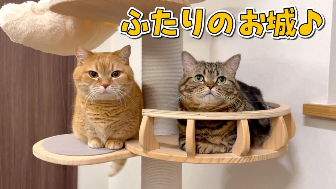 運動音痴の兄猫でも登れるようにキャットタワーを組み直した結果…!? 運動音痴の兄猫でも登れるようにキャットタワーを組み直した結果…!?