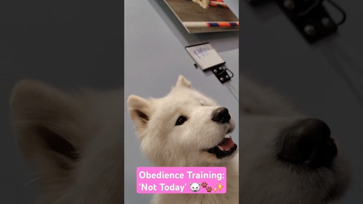 Ripley The Cottonball - Obedience Training: 'Not Today' 🐻‍❄🐾✨️#dog #dogtraining #samoyed #shorts
