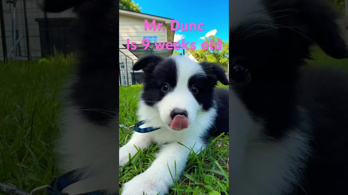 Mr. Duncan the Border Collie is 9 weeks old!