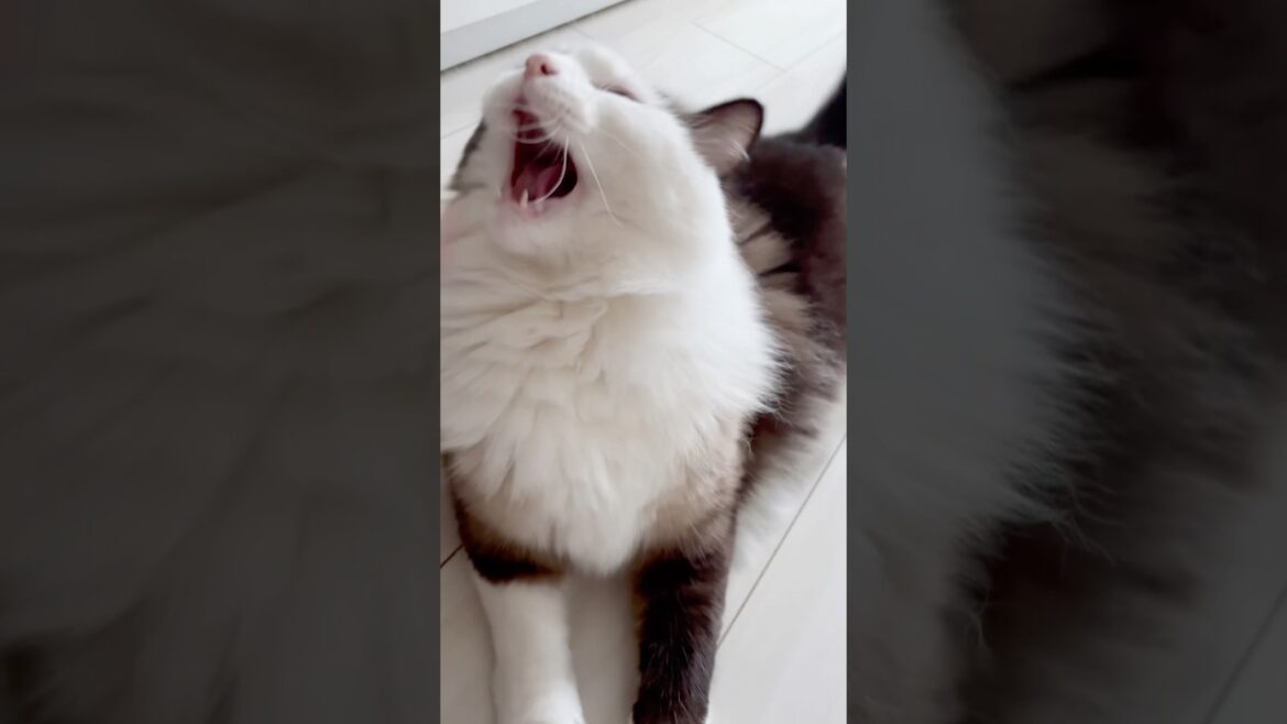 【猫動画】怒りマーク💢イライラするなー👿#shorts #猫 #ラグドール