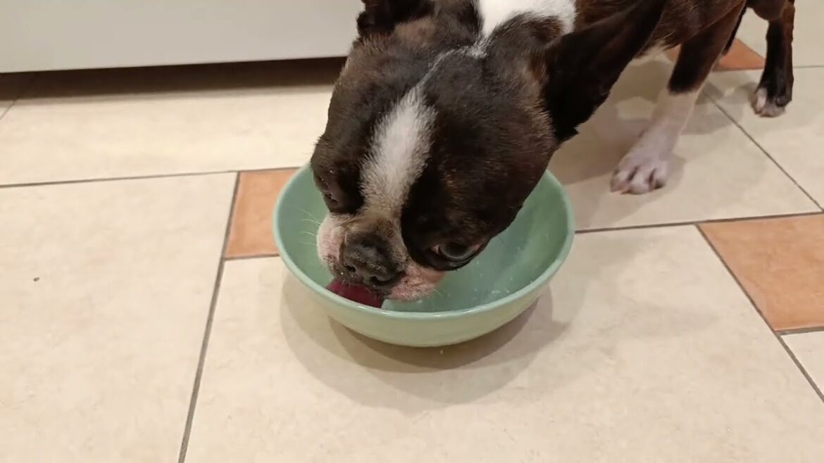 Does your dog 🐕 also love condensed milk?)) More precisely, its remains... 🤪