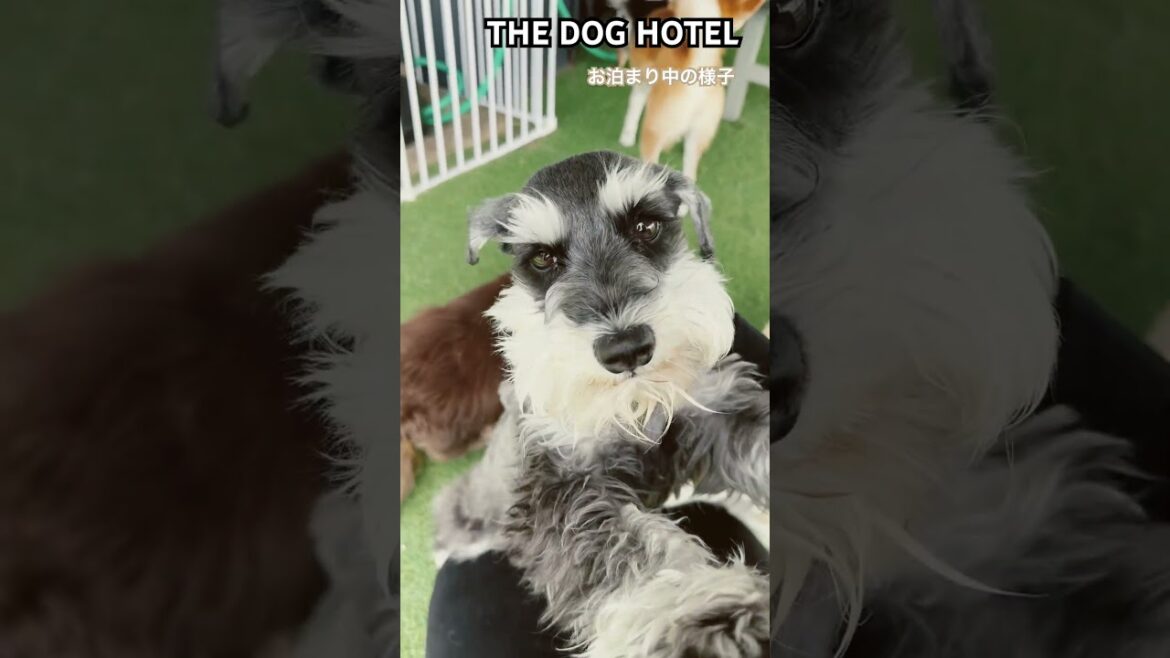 2025/5/23 THE DOG HOTEL むぎちゃん