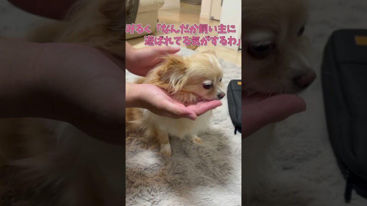 飼い主に遊ばれているチワワが可愛い　#ロングコートチワワ　#犬 #犬好きさんと繋がりたい #犬と猫どっちも飼ってると毎日たのしい #多頭飼い