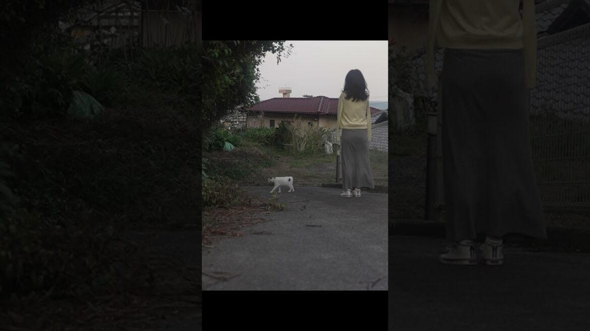 みんニャでお散歩楽しいニャ〜❣  海風が心地いいニャね！ #cat #散歩 #熱海 ＃ジャパニーズ・ボブテイル #猫のいる暮らし #保護猫 #野良猫 #癒し #猫好き