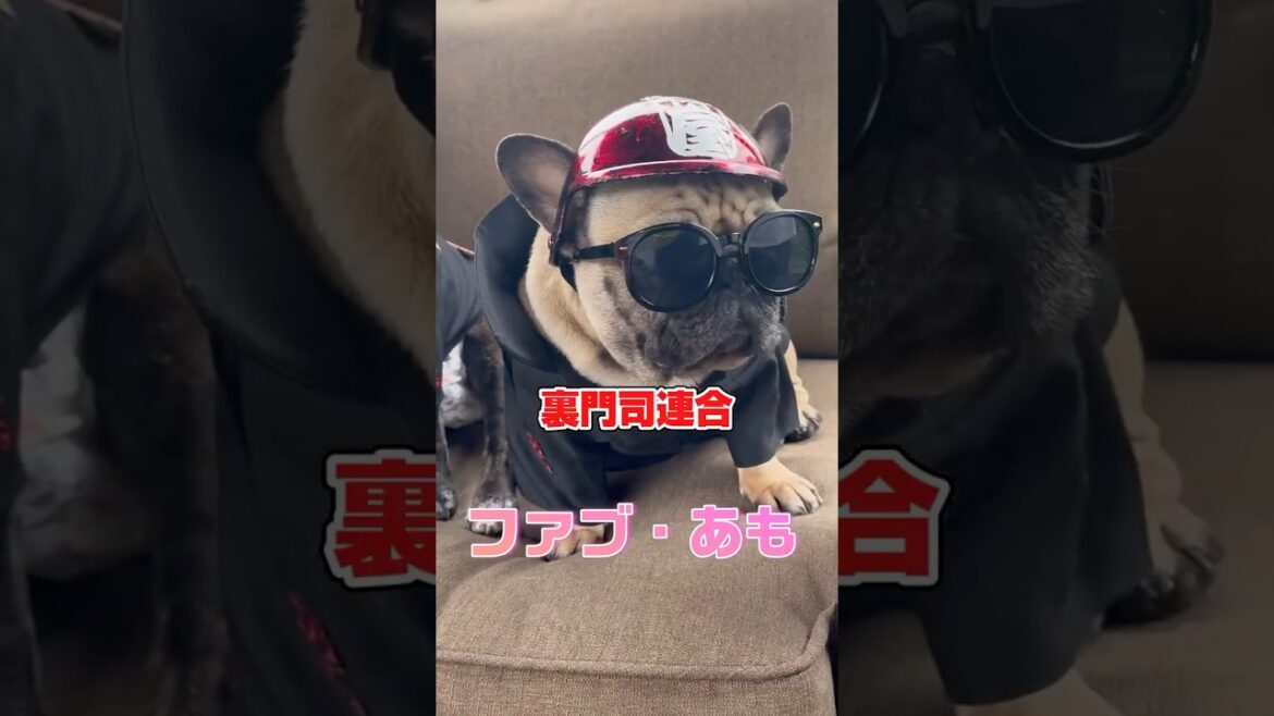 修羅の国にフレンチブルドッグの集会があった❗️#特攻服#フレブル #frenchbulldog #わんことおでかけ #集会 #連合
