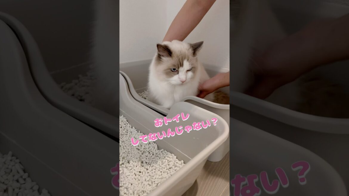 おトイレしてるふり作戦 #ラグドール #猫 #cat #猫のいる暮らし #病院嫌い #にゃんにゃんにゃん3兄弟