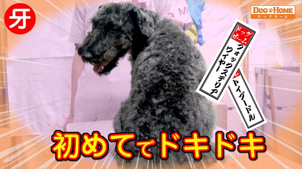 プードルミックスのオリジナルカットのやり方：ワイヤーフォックス風カット【ルイくんのブローから仕上げ編】　୨୧∵トリミング サロン DOG HOME ドッグホーム∵୨୧