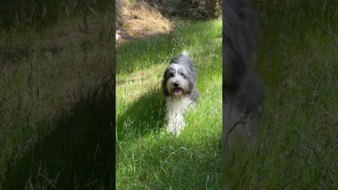 Yay, I found you! #dog #beardedcollie #doglife  #dogwalk #shorts
