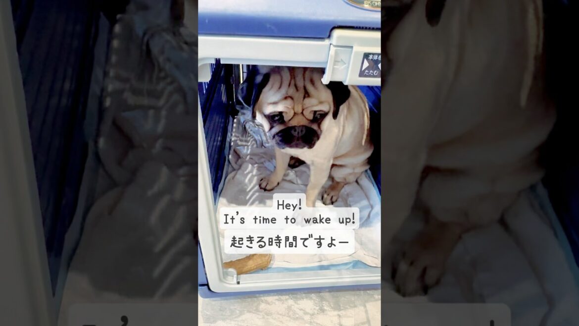 [PUG] よく寝れたようだ (It seems he slept well) #ごんたま #ごんすけ #たますけ #パグ2匹