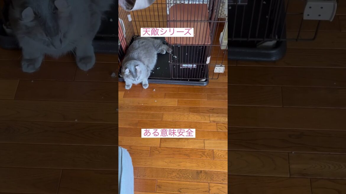 危ないぞ #ねこ動画 #アメリカンカール #かわいい猫 #猫のいる暮らし
