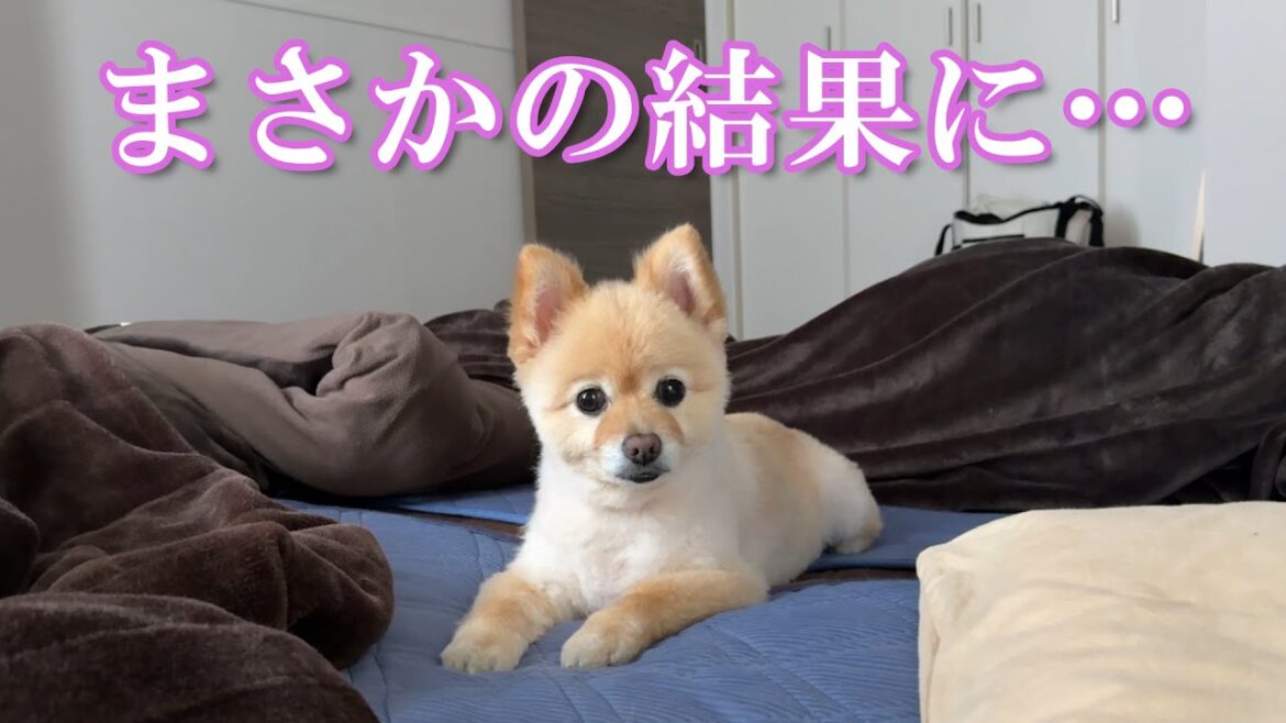 寝ている愛犬を大好きな「お散歩」に誘ってみたら、まさかの結果になりました…