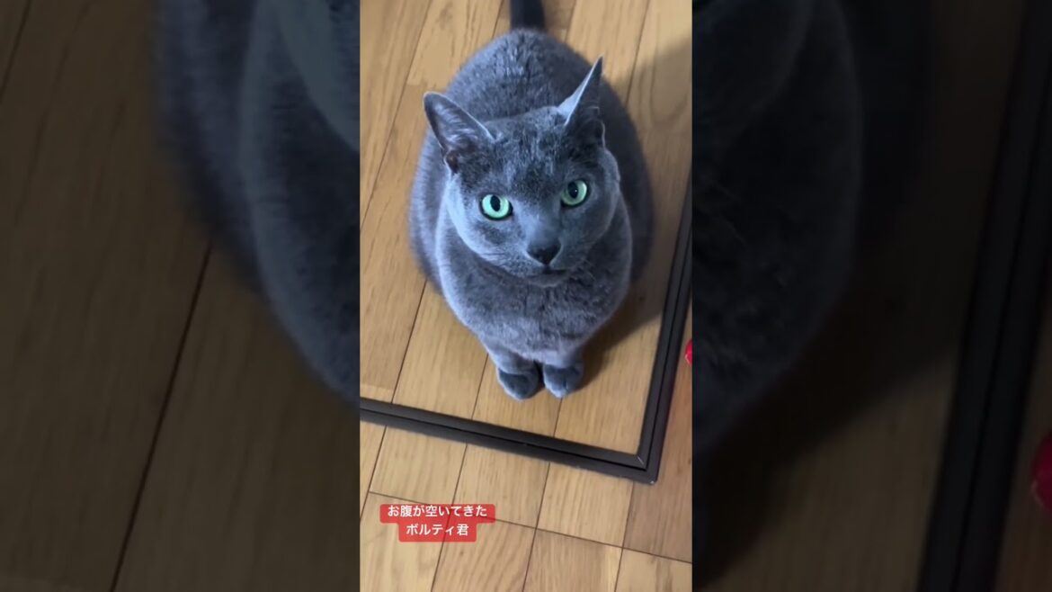 真っ直ぐな目で見つめてくるロシアンブルーのボルティ君