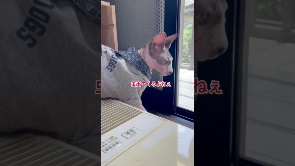 自宅警備強化中のスフィンクス #shorts #スフィンクス #sphynx #スフィンクス猫