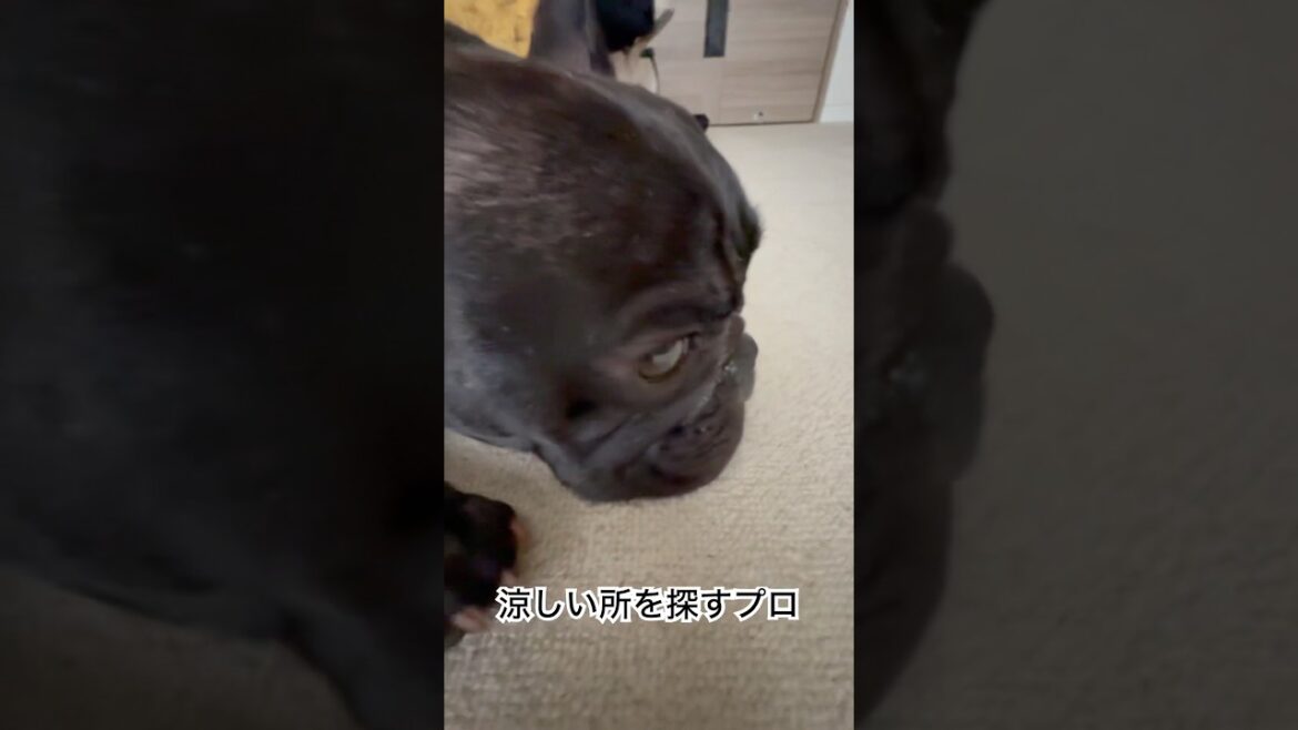 【暑い】涼しい所を探すのが上手いフレンチブルドッグ🐶 #frenchie #frenchbulldog #frenchbulldoglife #shorts