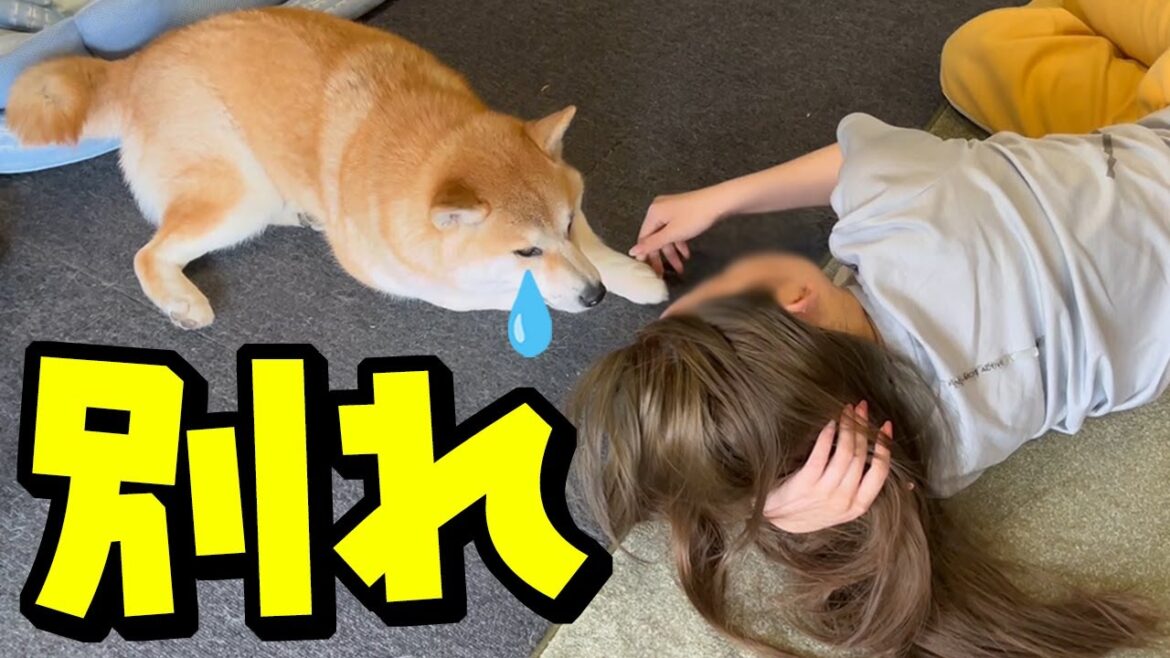 大好きな兄ちゃんに続き、娘とも別れの事態に…柴犬の寂しさが限界へ