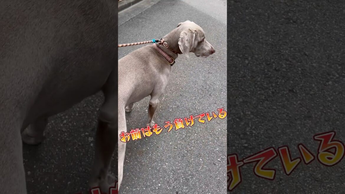 猫に負けたワイマラナー