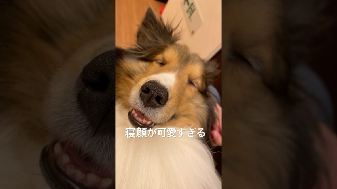 寝顔が可愛すぎるシェルティ #癒し #眠る #かわいい #sheltie #shorts #シェルティ #犬のいる生活