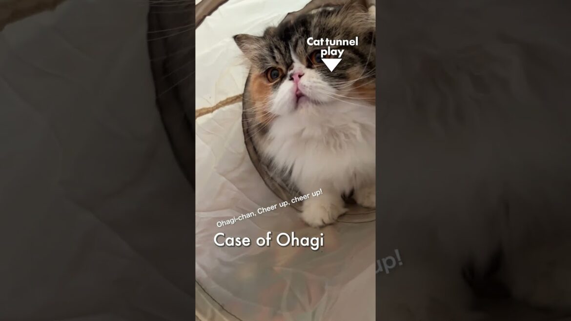 猫トンネルで遊ぼう／おはぎの場合