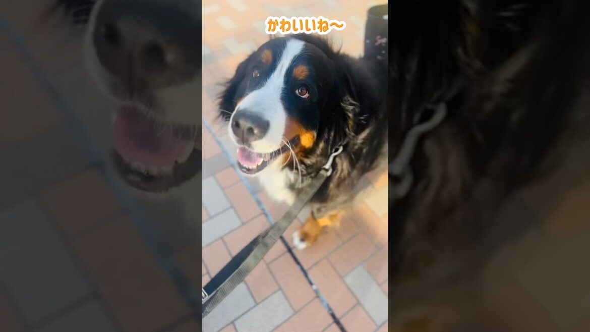人が大好き❣️可愛がってもらい喜ぶバーニーズ🐾