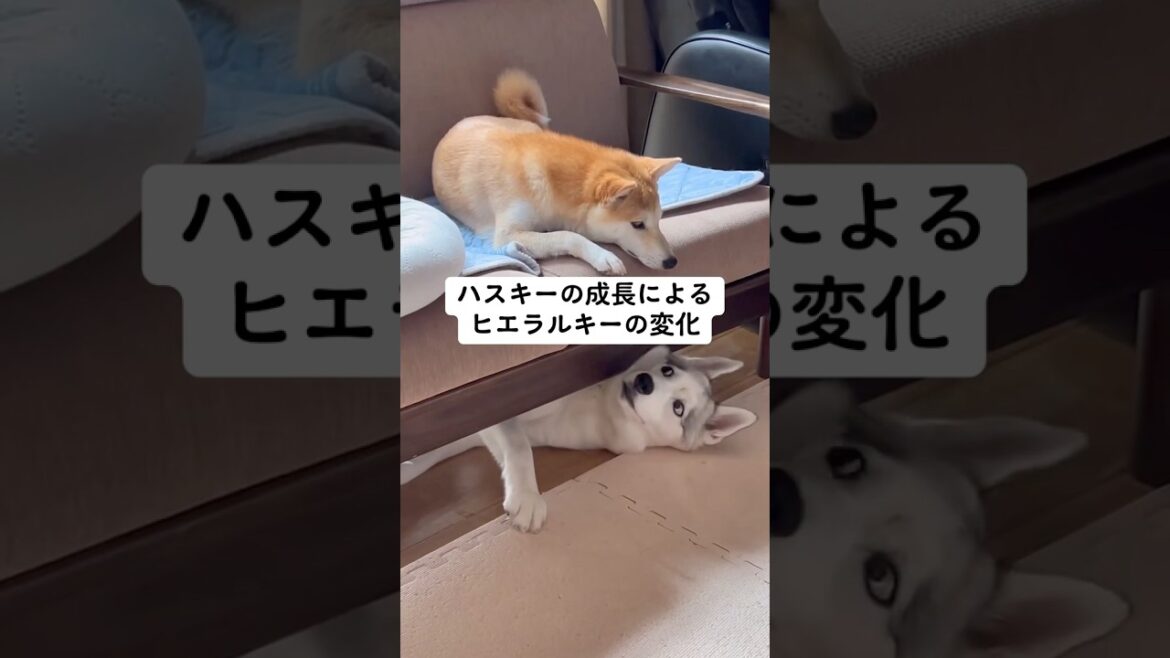 ハスキーの成長によるヒエラルキーの変化 #shorts