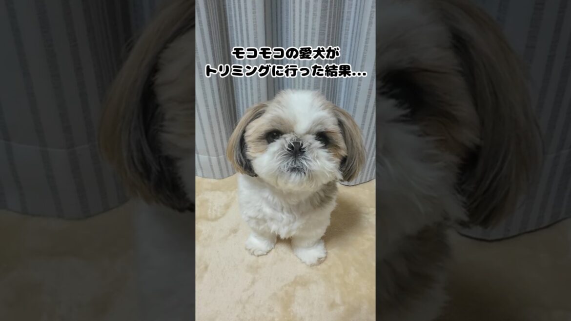 【妹犬】モコモコの愛犬がトリミングに行った結果...【シーズー】