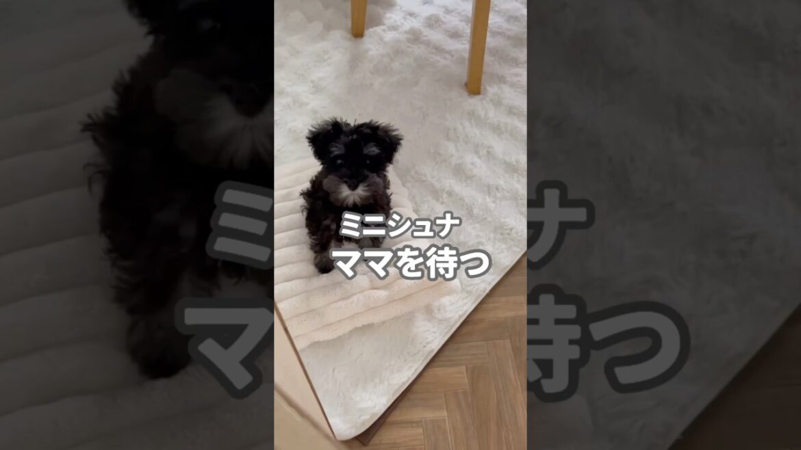 ミニシュナ！ママを待つ #犬 #ミニチュアシュナウザー #dog  #いぬのいる生活  #犬のいる暮らし  #animalshorts  #animalshorts  #癒し #子犬 #仔犬