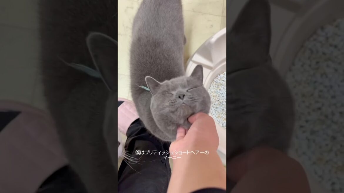 ブリテッシュショートヘアーのマーニー　里親募集中です