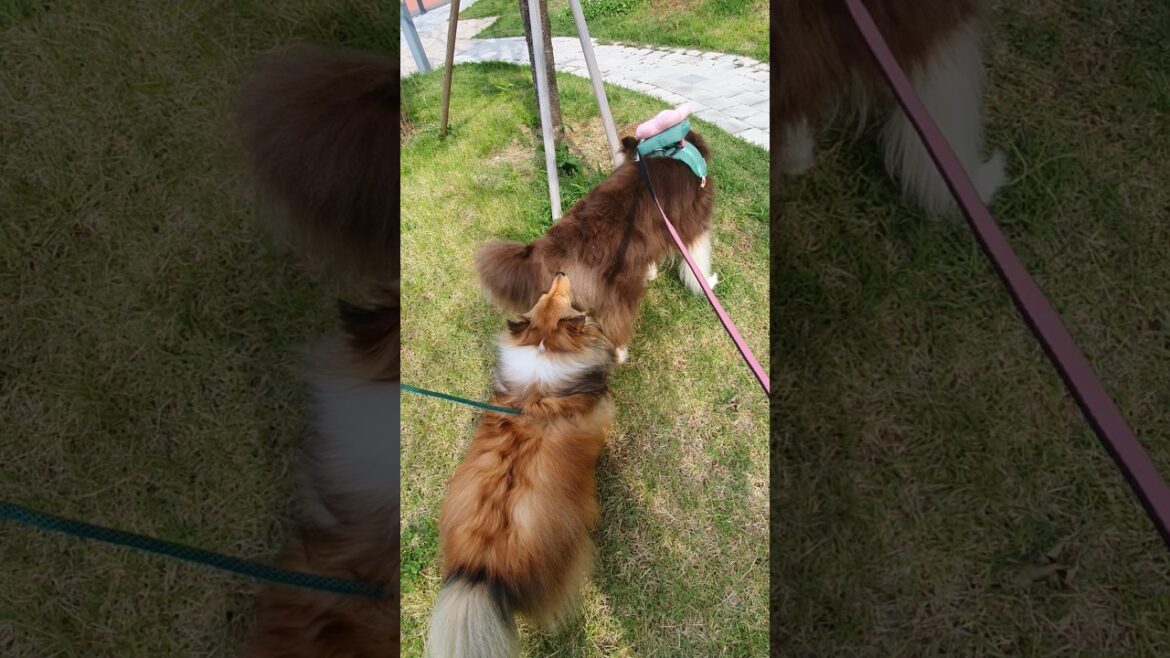 러프콜리 털 부자                               레드 트라이 보더콜리 통키