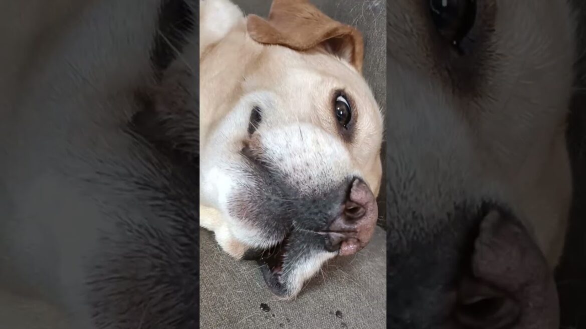 【ラブラドールレトリバー】ポケットがあったから…