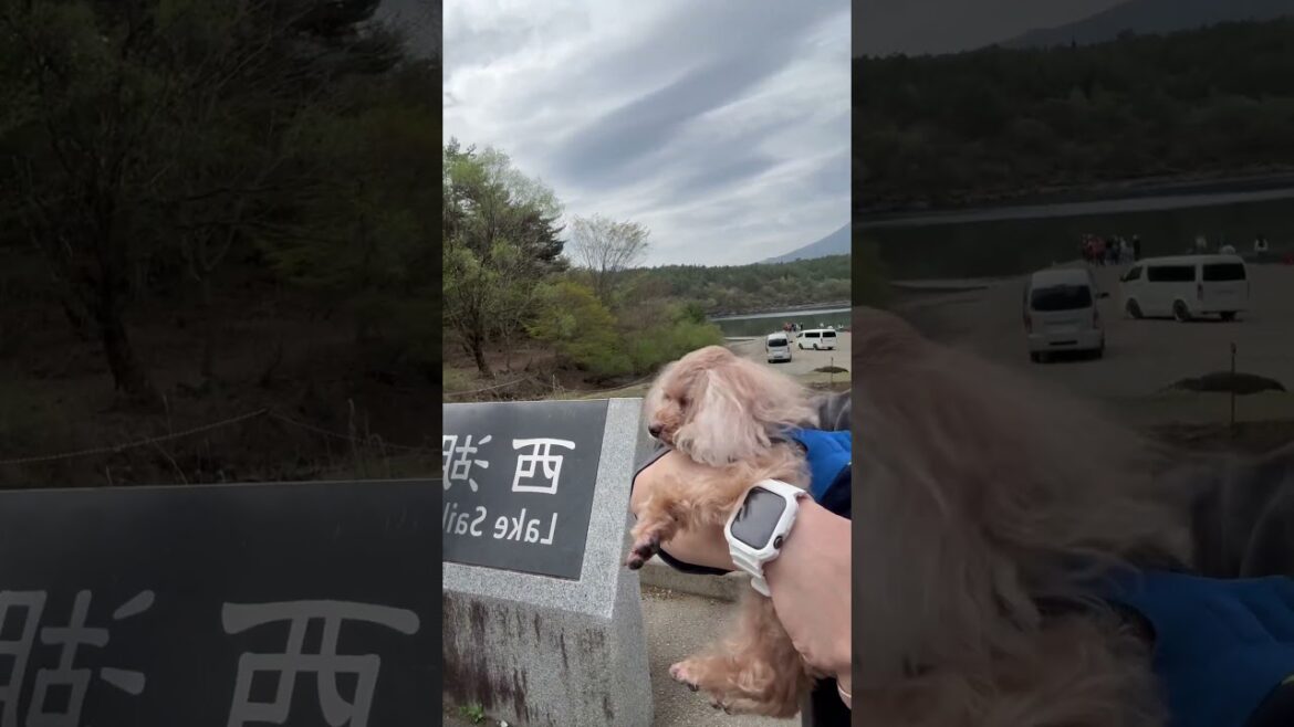 #teacuppoodle #ティーカッププードル #toypoodle #トイプードル #poodle #プードル