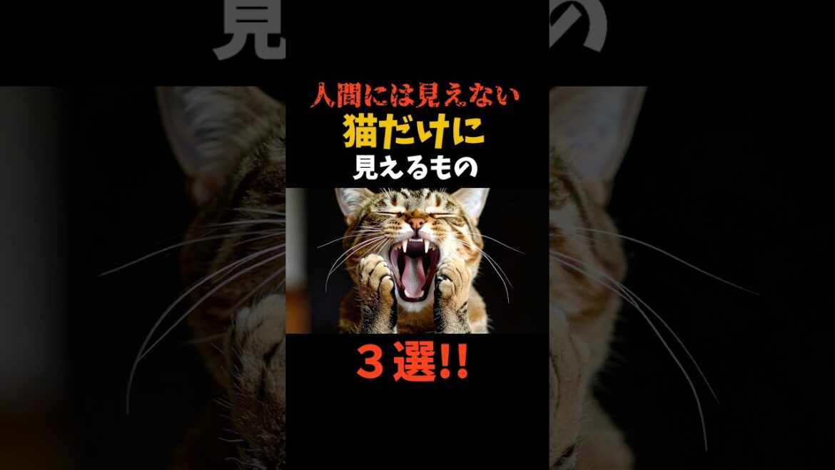 🐈‍⬛猫だけに見えるもの３選 #shorts