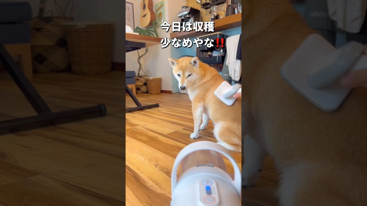 抜け毛収穫🐶💦#柴犬 #shibainu #shorts