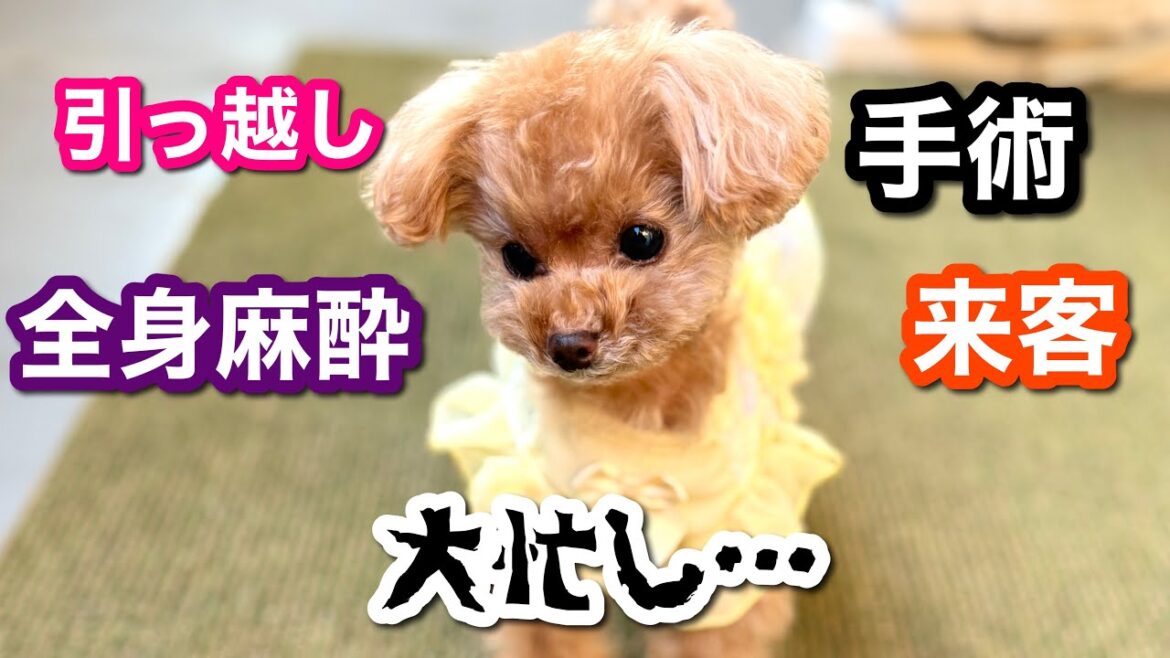 【手術・引っ越し…】諸々お知らせと、元気いっぱいのトリミング!【トイプードルのコロン】 【手術・引っ越し…】諸々お知らせと、元気いっぱいのトリミング!【トイプードルのコロン】