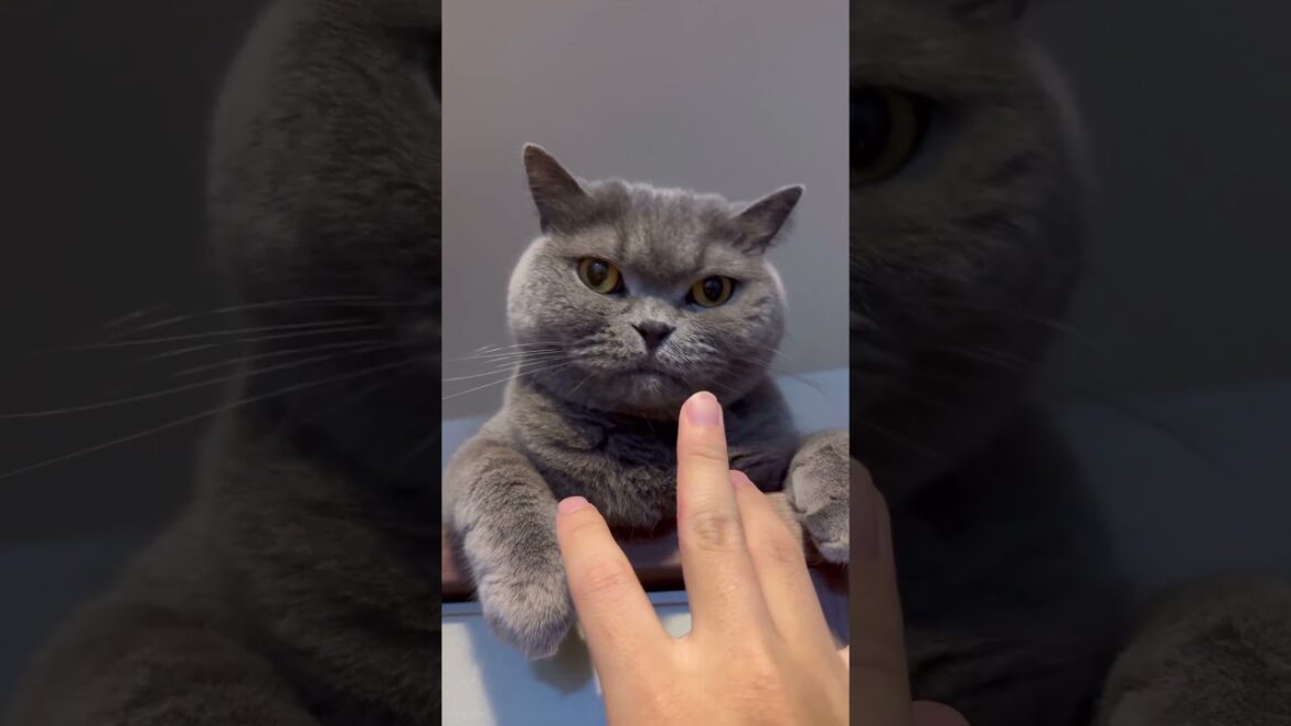 【猫】ツンデレなししゃもさんのツンな部分　#猫 #cat #ブリティッシュショートヘア #ねこ #shorts