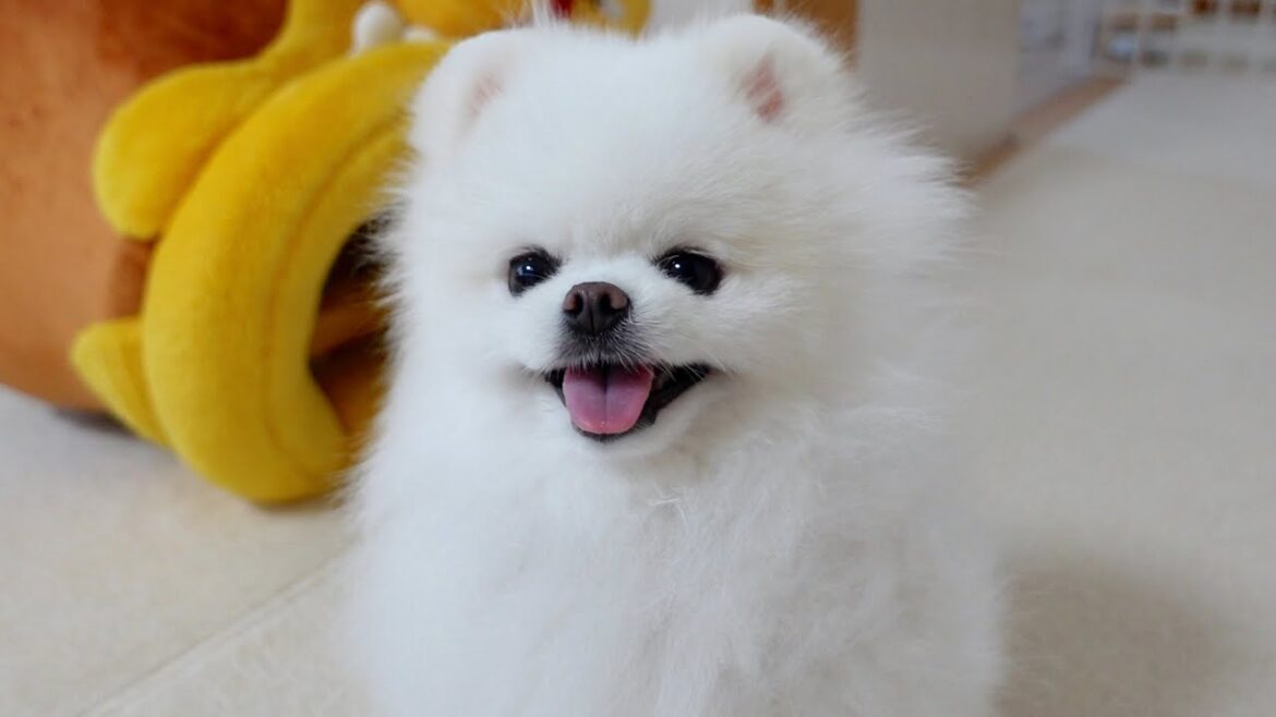小型犬がなりやすい病気で悩んでいる皆さまへ