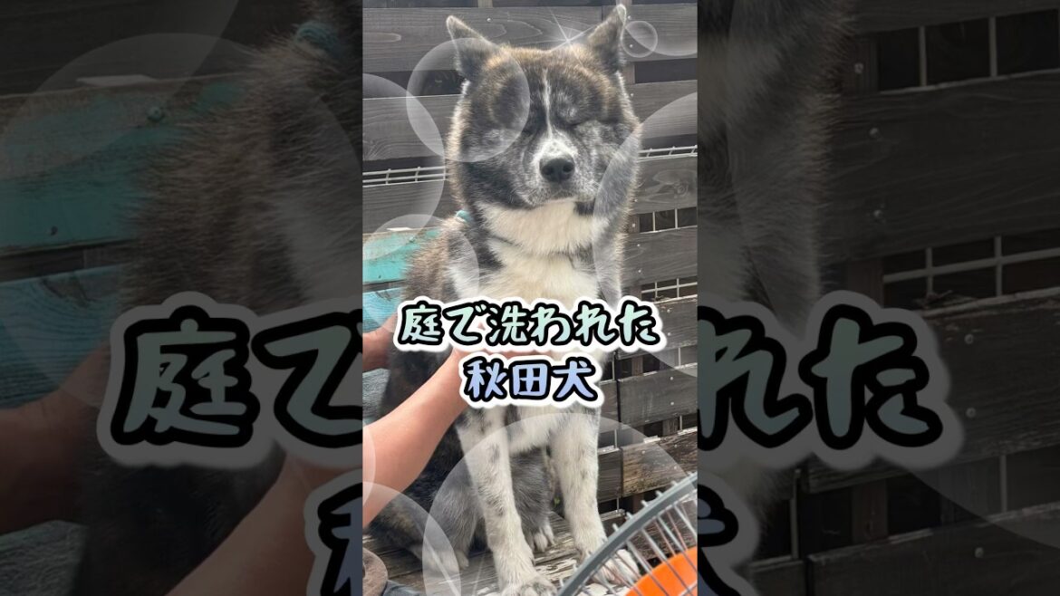 【犬　シャンプー】クセが強い⁈庭シャンをされる秋田犬🐯💦 #shorts