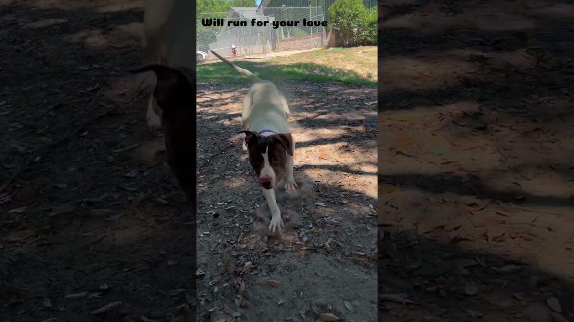 Meet 82759a Jim a Terrier, American Staffordshire currently available for adoption! 5/23/2025 11:26: