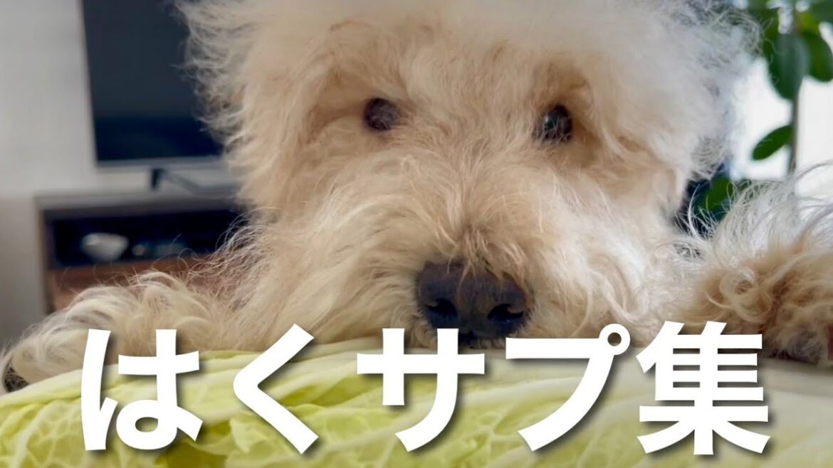 白菜を見て飛びつく愛犬特集wレイクランドテリア 白菜を見て飛びつく愛犬特集wレイクランドテリア