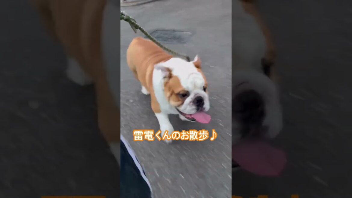 暑くなって来たけどお散歩は大好きなブルドッグ！