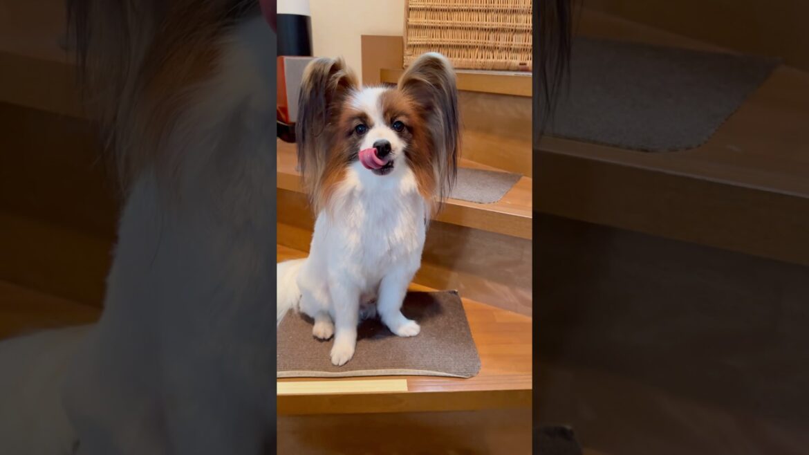 パピヨンのサマーカット2025✂️ #shorts