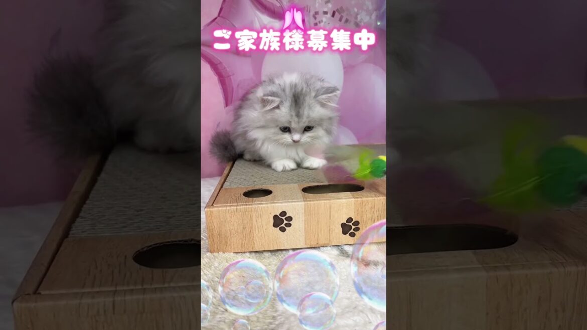 【ご家族様募集中】短足ミヌエット女の子♡ #cat #かわいい子猫 #kitten #子猫 #cute #子猫ブリーダー #短足マンチカン #短足ミヌエット