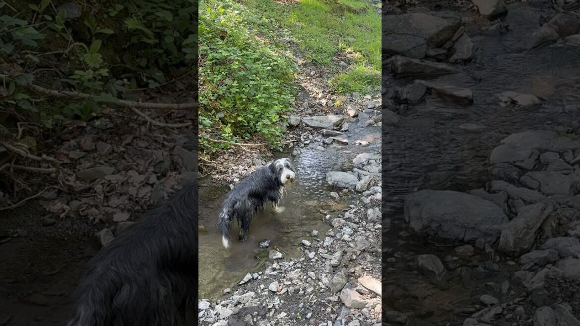 A favourite way to end our walks! #dog #beardedcollie #dogwalk #shorts A favourite way to end our walks! #dog #beardedcollie #dogwalk #shorts