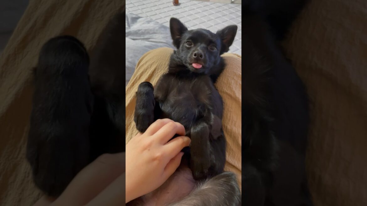 膝の上で脱力しきる黒わんこ　#すみぞ #スキッパーキ #ミックス犬 #チワワ #chihuahua #schipperke #mixedbreed