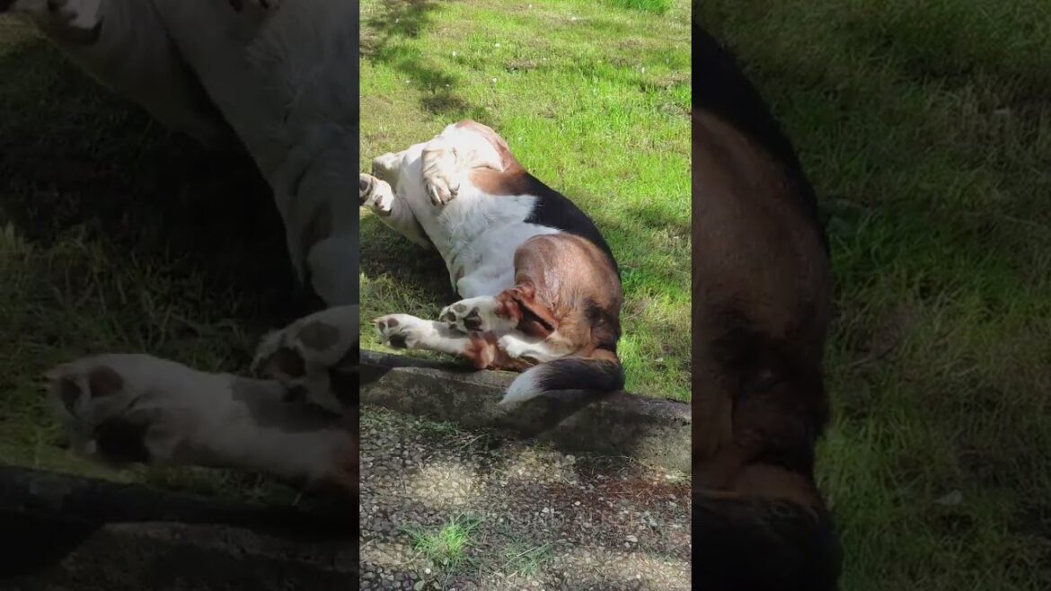 Lazy on a Sunny Afternoon - Basset Hound Albert #dog #dogs #dogshorts