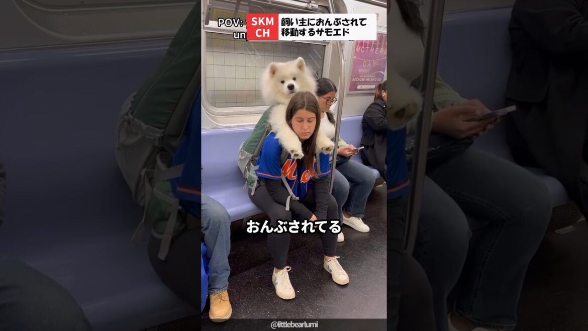 リュックの中に入って移動するサモエド